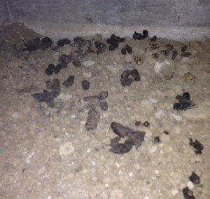 raccoon poop control