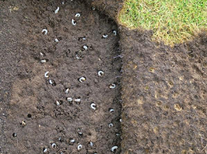 raccoon removal control grubs