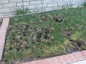 animal wildlife digging yard