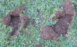 animal removal control raccoon yard