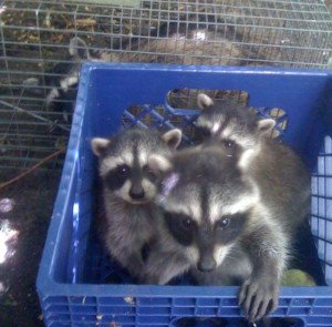 Animal Removal & Wildlife Control