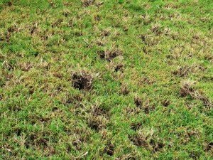 sod skunk damage