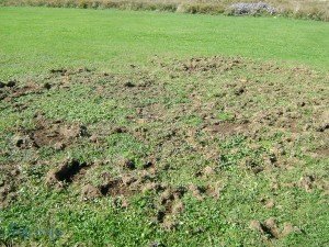 skunk control damage