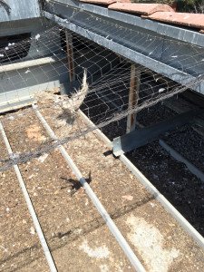 Bird Control