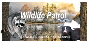 wildlife patrol
