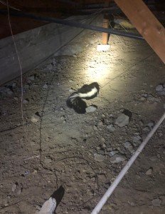skunk in crawlspace