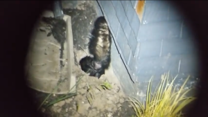 Skunk caught