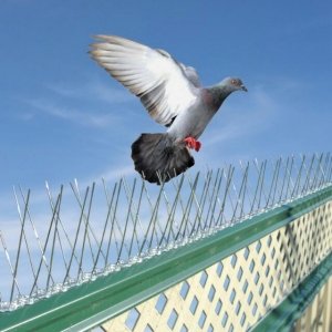 Bird control in Pacheco