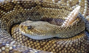 rattlesnake removal
