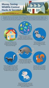 How to Get Rid of Raccoons