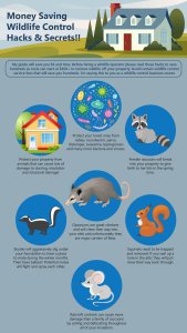How to Get Rid of Raccoons