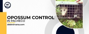 Opossum control in Pacheco