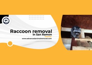 raccoon removal