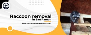 raccoon removal in San Ramon