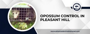 opossum control in Pleasant Hill