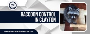 Raccoon control in Clayton