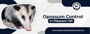 opossum control in Pleasant Hill