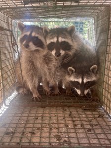 raccoon removal pleasant hill