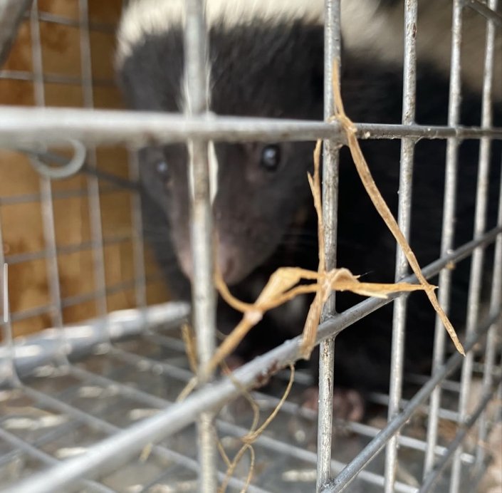 skunk removal pleasant hill